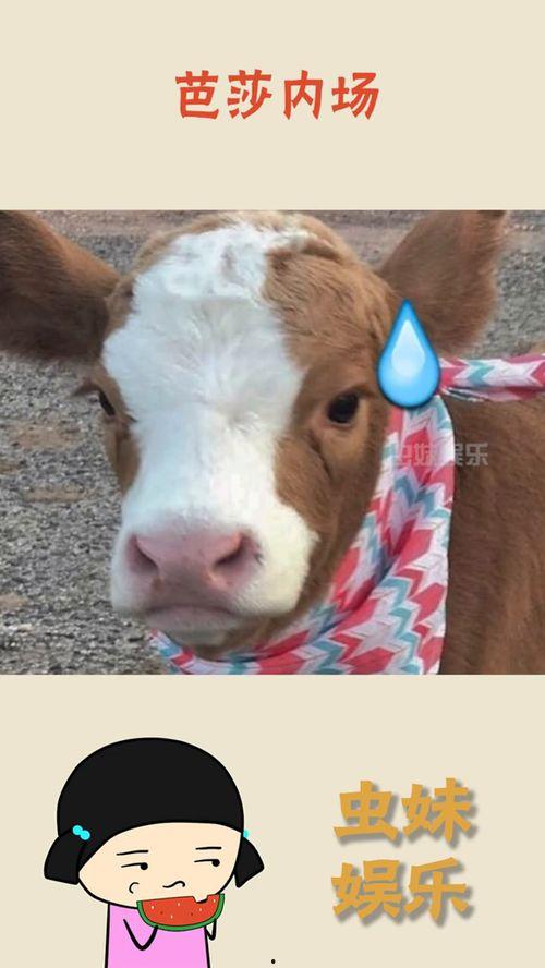 娱乐吃瓜酱鼠,揭秘娱乐圈那些不为人知的幕后故事 第1张 娱乐吃瓜酱鼠,揭秘娱乐圈那些不为人知的幕后故事 第1张